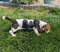 Male 2 , a male Basset Hound for sale in Jerome, ID – 6 of 9