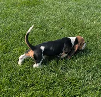 Male 3, a male Basset Hound for sale in Jerome, ID – 7 of 9
