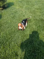 Male 1, a male Basset Hound for sale in Jerome, ID – 6 of 9