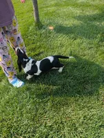 Male 7, a male Basset Hound for sale in Jerome, ID – 6 of 10