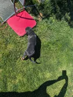 Pbf1 , a female Bloodhound for sale in Jerome, ID – 4 of 4