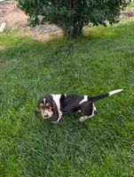 Female 2, a female Basset Hound for sale in Jerome, ID – 2 of 10