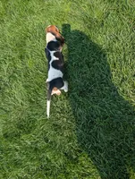 Male 2, a male Basset Hound for sale in Jerome, ID – 10 of 10