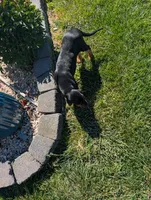Pbf1 , a female Bloodhound for sale in Jerome, ID – 3 of 10