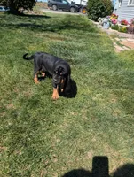 Pbf1 , a female Bloodhound for sale in Jerome, ID – 1 of 4