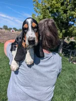 Female 2, a female Basset Hound for sale in Jerome, ID – 1 of 10