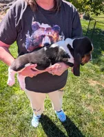 Female 2, a female Basset Hound for sale in Jerome, ID – 3 of 4