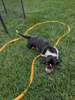 Male 2 , a male Basset Hound for sale in Jerome, ID – 8 of 10