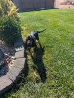 Pbf1 , a female Bloodhound for sale in Jerome, ID – 7 of 10