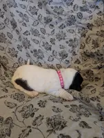 Female 1 , a female Basset Hound for sale in Jerome, ID – 3 of 4