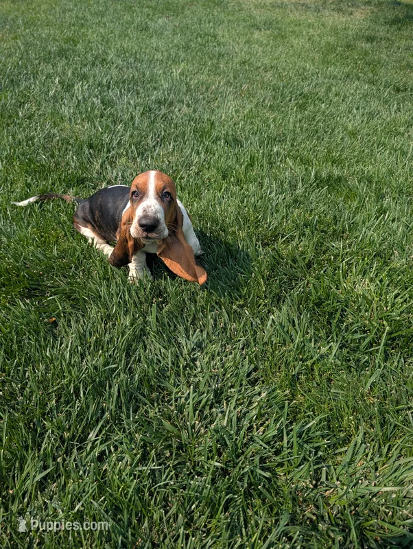 Male 1 – Basset Hound puppy for sale in Jerome, ID
