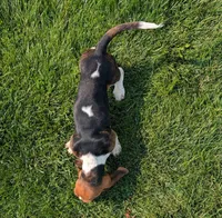 Male 1 , a male Basset Hound for sale in Jerome, ID – 8 of 10