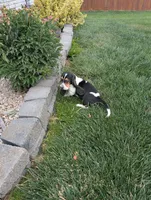 Female 2, a female Basset Hound for sale in Jerome, ID – 6 of 10