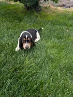 Male 2 , a male Basset Hound for sale in Jerome, ID – 4 of 8