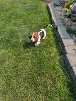 Male 2 , a male Basset Hound for sale in Jerome, ID – 2 of 9