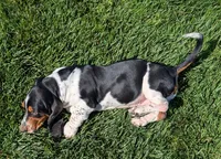Buster , a male Basset Hound for sale in Jerome, ID – 5 of 10