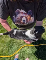 Female 2, a female Basset Hound for sale in Jerome, ID – 4 of 4