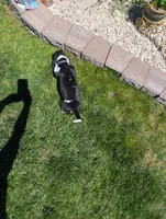 Male 2 , a male Basset Hound for sale in Jerome, ID – 3 of 7