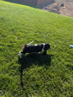 Male 6, a male Basset Hound for sale in Jerome, ID – 3 of 6