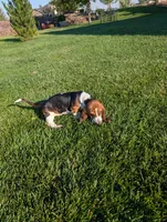 Male 1, a male Basset Hound for sale in Jerome, ID – 5 of 8