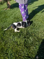 Male 7, a male Basset Hound for sale in Jerome, ID – 3 of 6