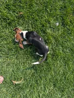 Male 3, a male Basset Hound for sale in Jerome, ID – 6 of 10