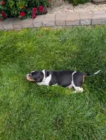 Male 2 , a male Basset Hound for sale in Jerome, ID – 7 of 10