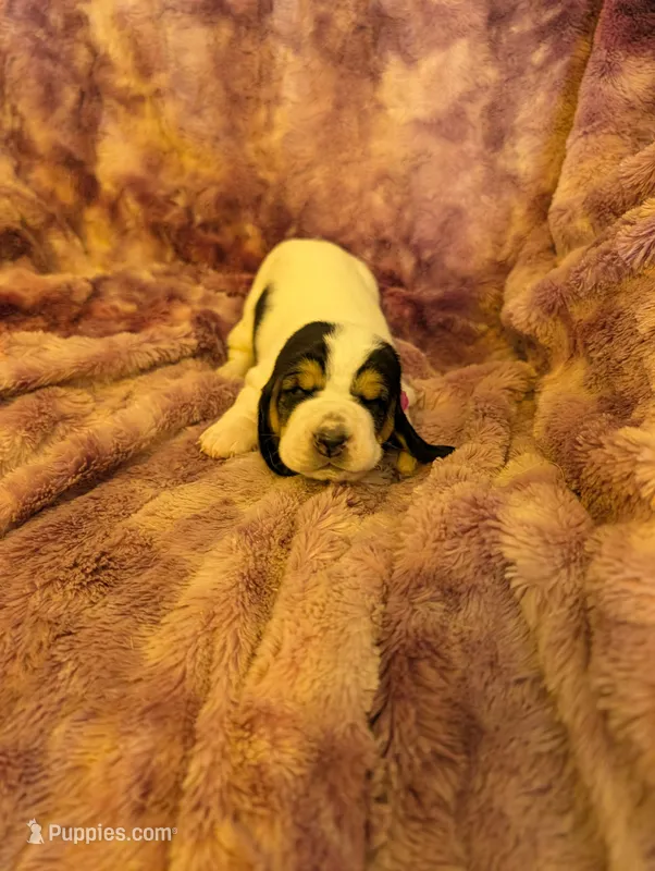 Female 1  – Basset Hound puppy for sale in Jerome, ID