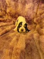 Female 1 , a female Basset Hound for sale in Jerome, ID – 1 of 4