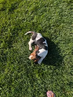 Male 2 , a male Basset Hound for sale in Jerome, ID – 4 of 6