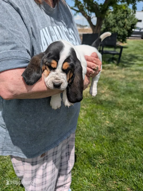 Female 1  – Basset Hound puppy for sale in Jerome, ID
