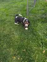 Female 2, a female Basset Hound for sale in Jerome, ID – 4 of 10