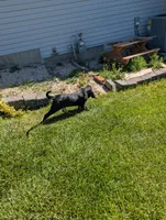 Pbf1 , a female Bloodhound for sale in Jerome, ID – 2 of 10