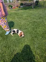 Male 4, a male Basset Hound for sale in Jerome, ID – 10 of 10