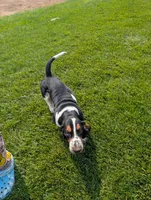 Male 6, a male Basset Hound for sale in Jerome, ID – 7 of 10