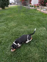 Male 2 , a male Basset Hound for sale in Jerome, ID – 3 of 7
