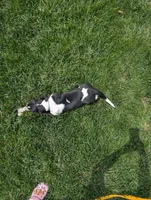 Female 2, a female Basset Hound for sale in Jerome, ID – 2 of 9