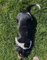 Buster , a male Basset Hound for sale in Jerome, ID – 6 of 10