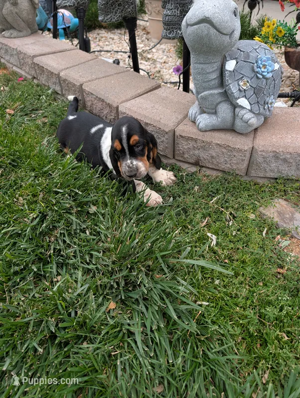 Female 1  – Basset Hound puppy for sale in Jerome, ID