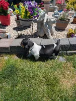 Female 2, a female Basset Hound for sale in Jerome, ID – 4 of 6