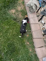Female 1 , a female Basset Hound for sale in Jerome, ID – 8 of 9