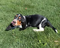 Buster , a male Basset Hound for sale in Jerome, ID – 9 of 10