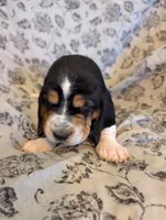 Male 2, a male Basset Hound for sale in Jerome, ID – 1 of 4