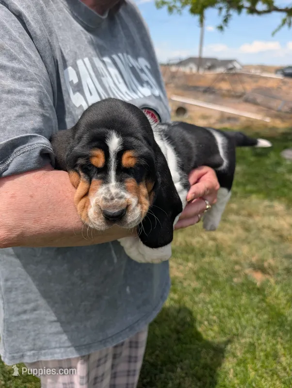 Male 2 – Basset Hound puppy for sale in Jerome, ID