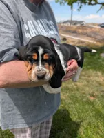Male 2, a male Basset Hound for sale in Jerome, ID – 1 of 4