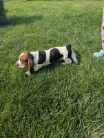 Male 4, a male Basset Hound for sale in Jerome, ID – 5 of 10