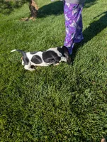 Male 7, a male Basset Hound for sale in Jerome, ID – 2 of 6