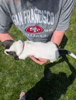 Female 1 , a female Basset Hound for sale in Jerome, ID – 4 of 4