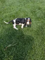 Female 2 , a female Basset Hound for sale in Jerome, ID – 10 of 10