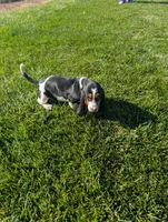 Female 2, a female Basset Hound for sale in Jerome, ID – 5 of 6